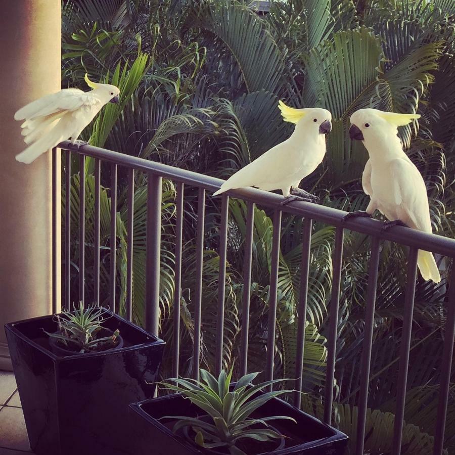 Island Views Bed and Breakfast Airlie Beach Eksteriør billede